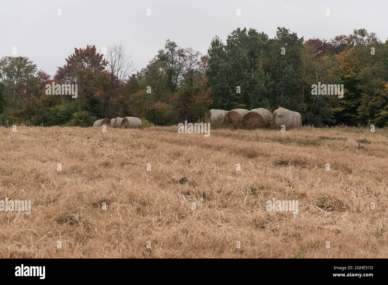 Beautiful autumn landscape with a meadow, trees, and hay rolls Stock ...
