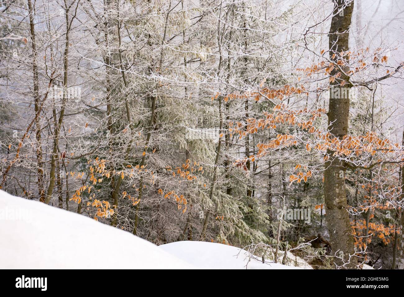frozen leaves on the branch. beautiful nature background in winter Stock Photo