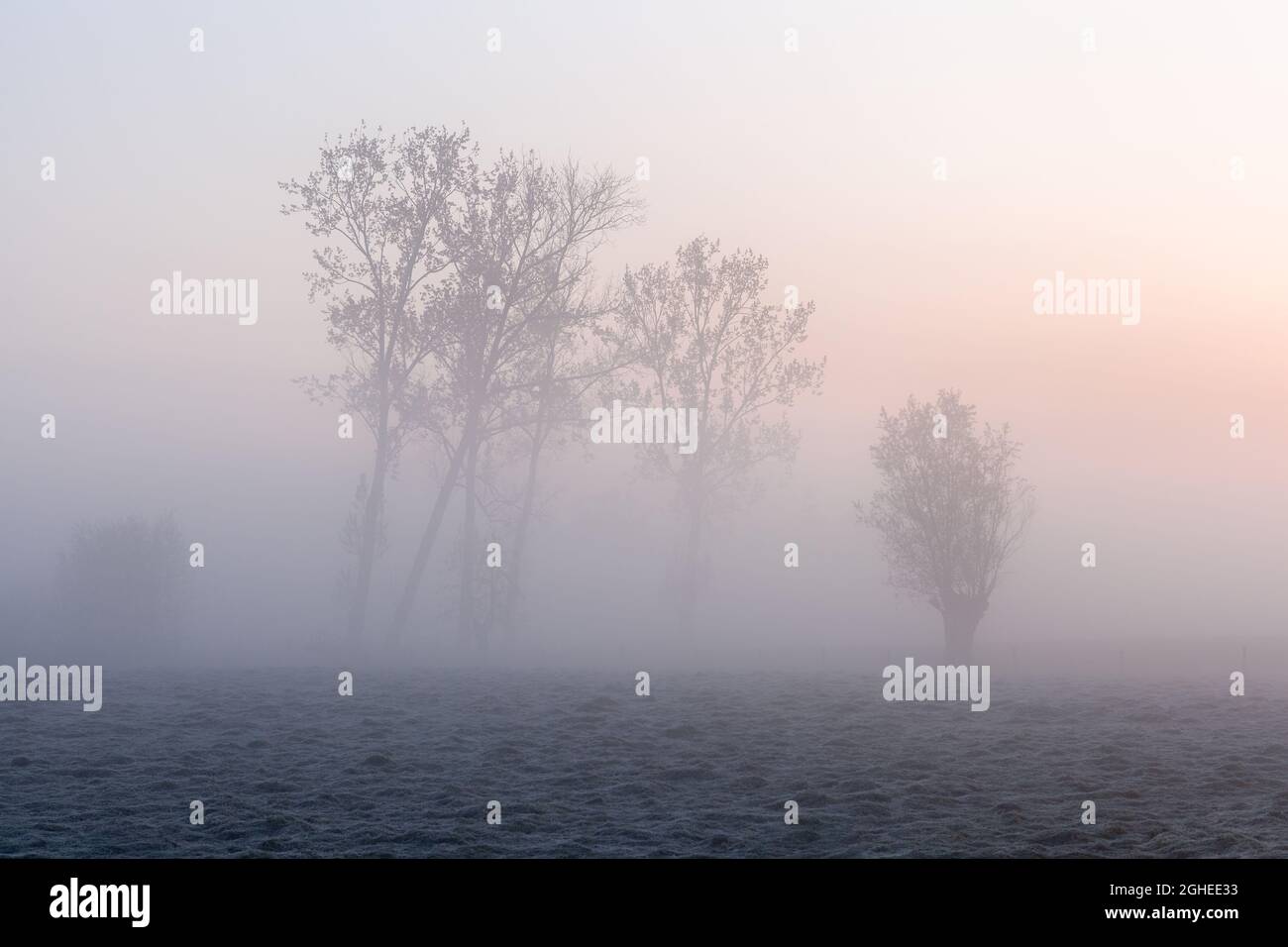 Trees in a field at a foggy sunrise Stock Photo - Alamy