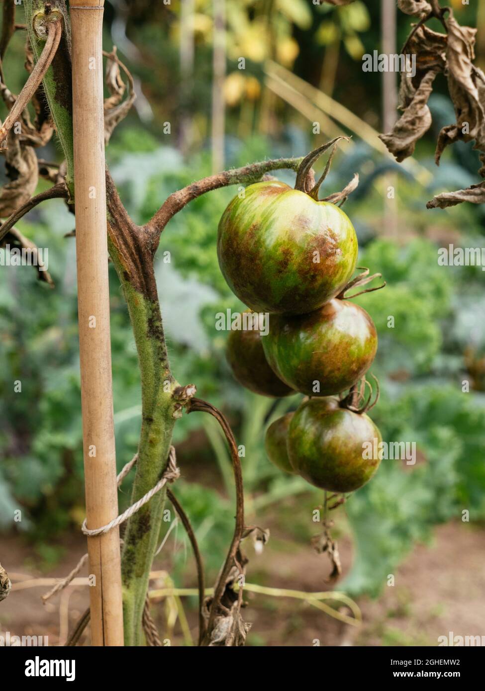 Tomato stem rot caused by the fungus  Didymella lycopersici and too much rain. Stock Photo