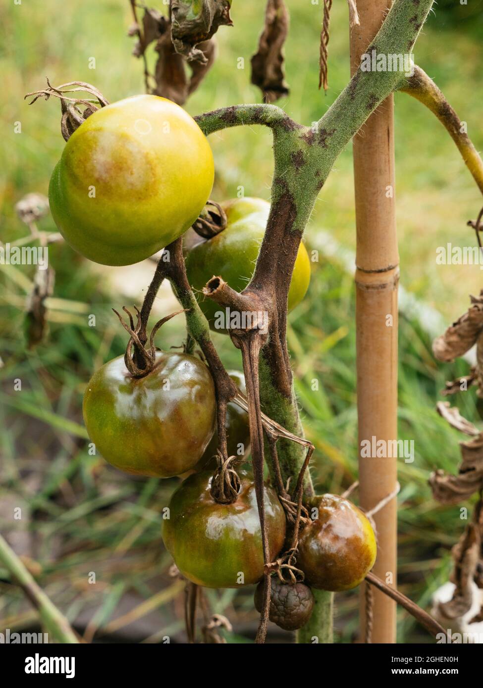 Tomato stem rot caused by the fungus  Didymella lycopersici and too much rain. Stock Photo