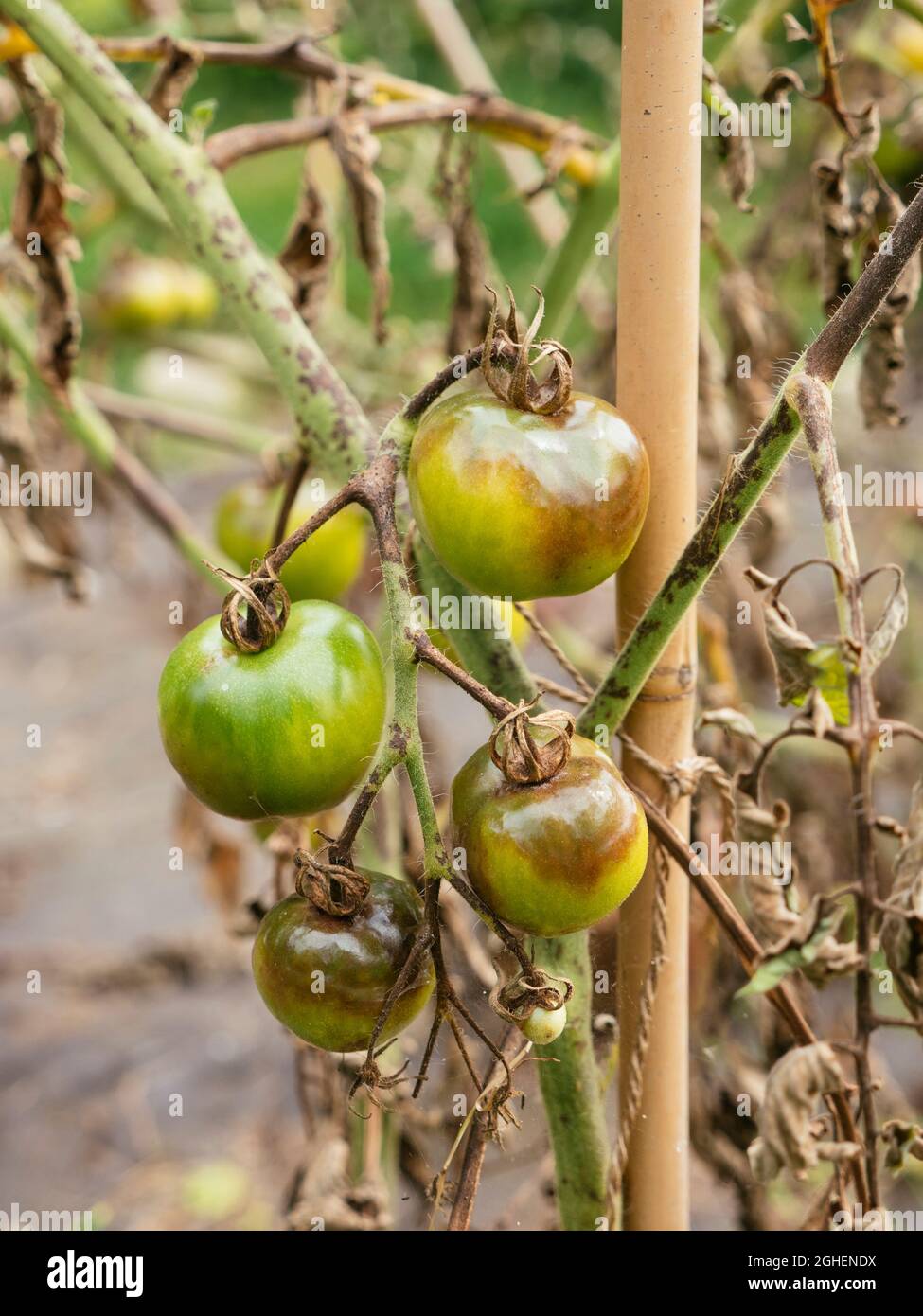Tomato stem rot caused by the fungus Didymella lycopersici and too much rain. Stock Photo