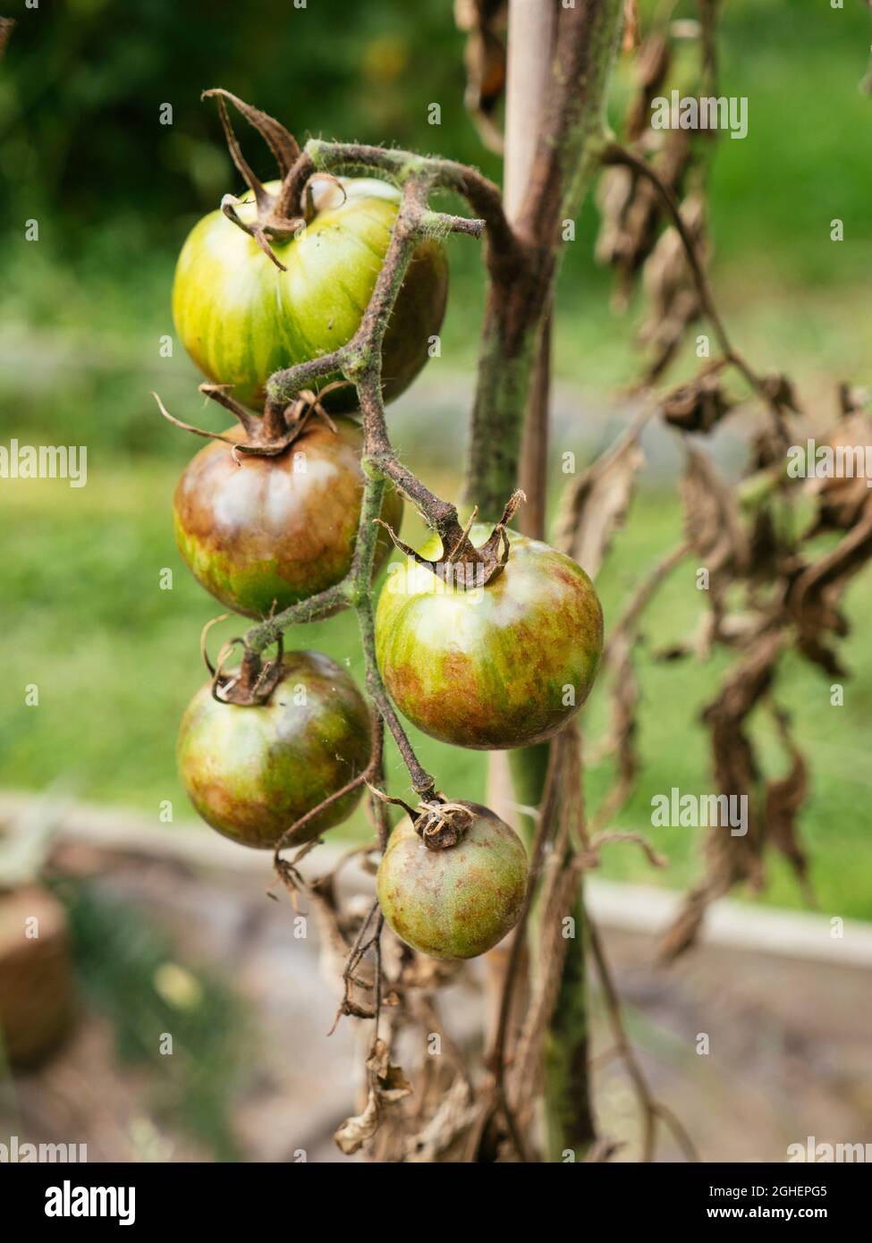 Tomato stem rot caused by the fungus  Didymella lycopersici and too much rain. Stock Photo