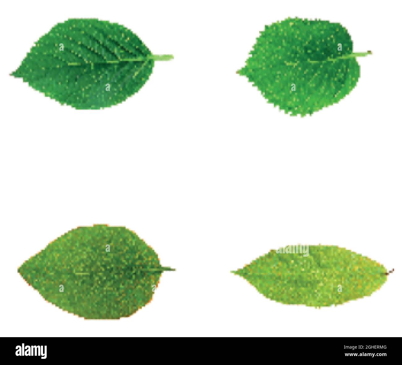 Green leaves isolated on white background Stock Vector Image & Art - Alamy