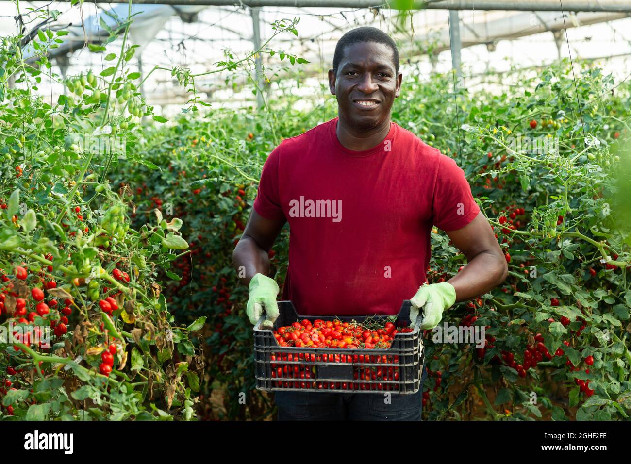 Portrait of young adult Afro male farmer carrying box with picked ripe ...