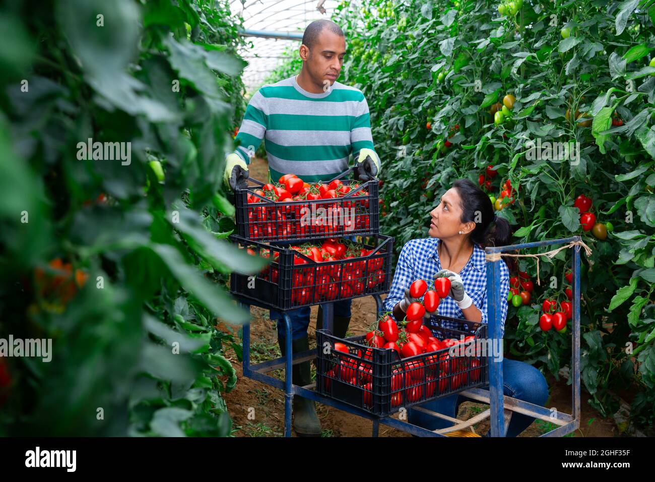 Latino male and female workers gathering crop of tomatoes in glasshouse ...
