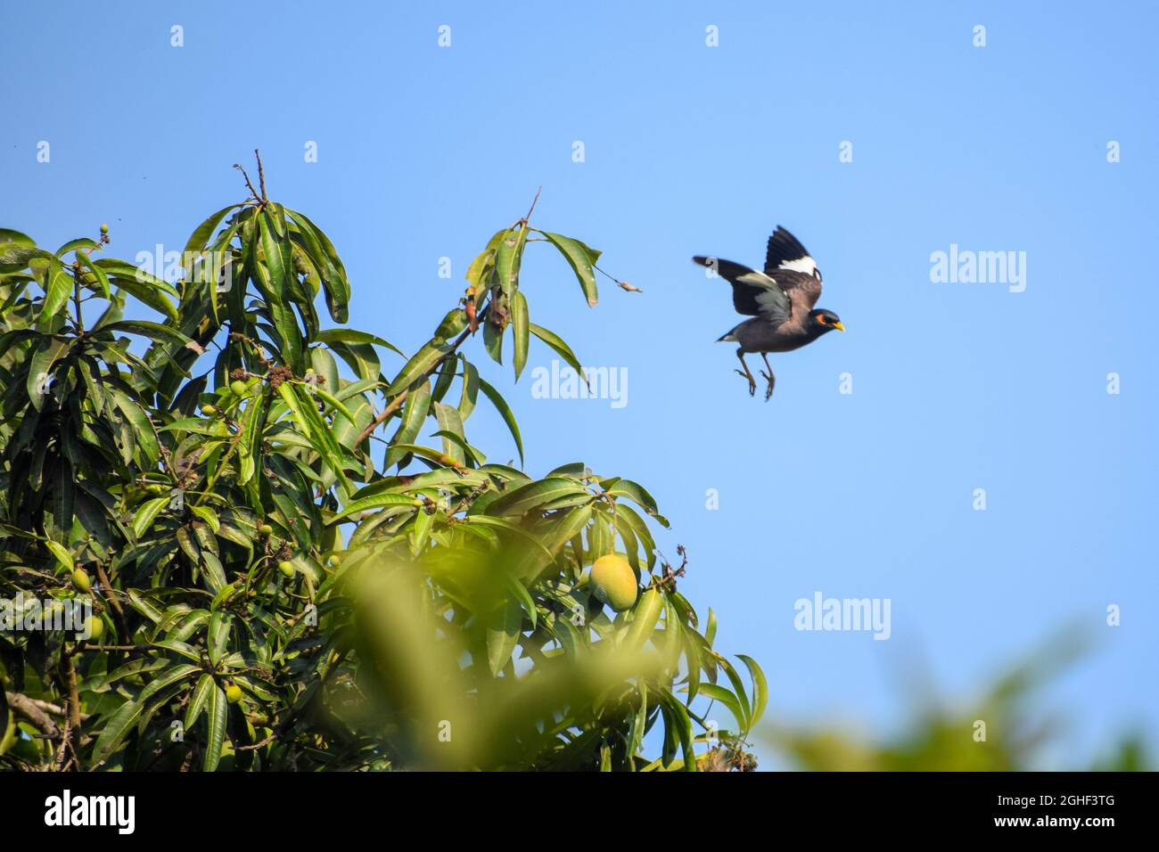 Common myna flying hi-res stock photography and images - Alamy