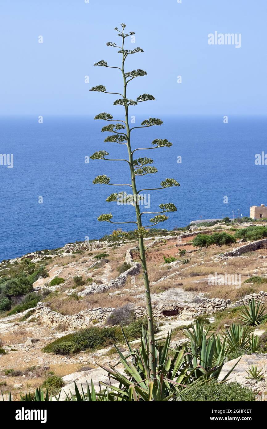 American aloe, century plant, maguey, Agave americana, amerikai agv,  Malta, Europe Stock Photo - Alamy