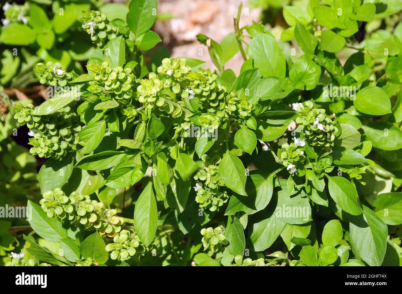 great basil, Basilikum, Basilie, Basilienkraut, Königskraut, Ocimum