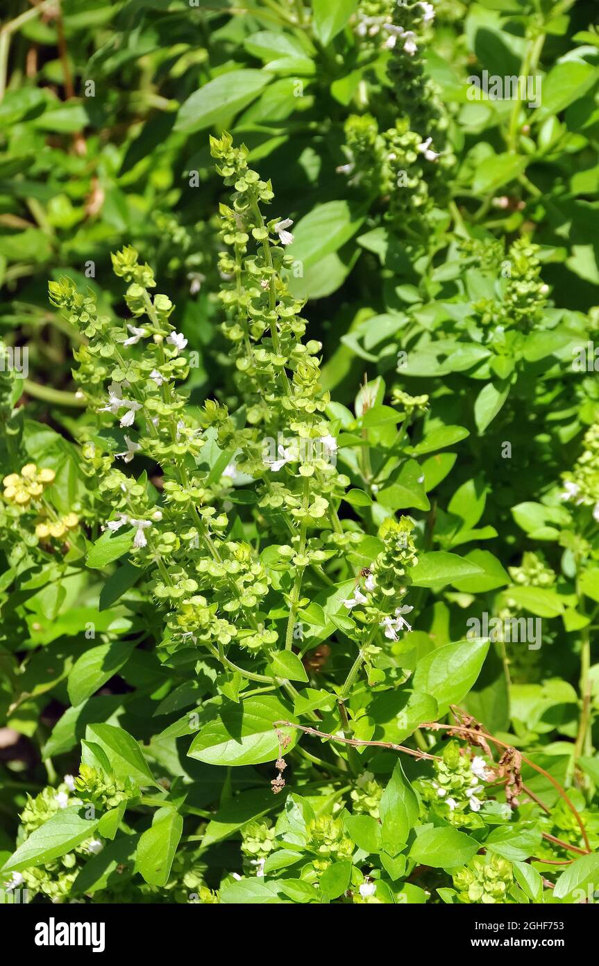 great basil, Basilikum, Basilie, Basilienkraut, Königskraut, Ocimum