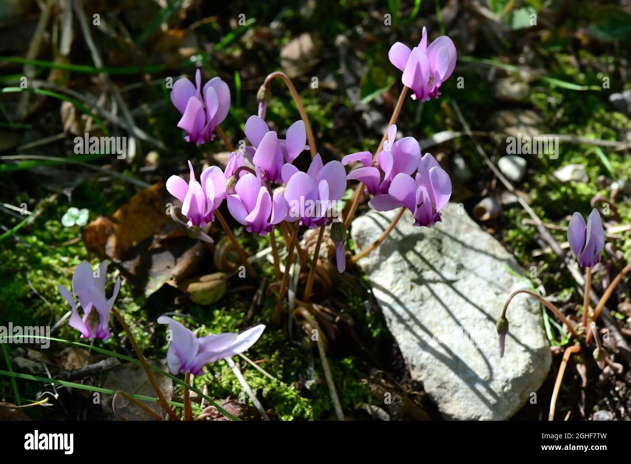 Alpine, European or purple cyclamen, Europäisches Alpenveilchen, Wildes Alpenveilchen, Cyclamen pourpre, Cyclamen purpurascens, erdei ciklámen Stock Photo