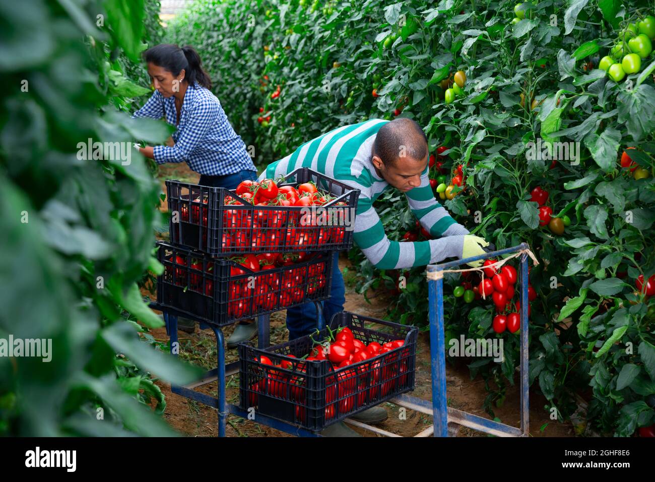 Woman helps man to harvest red tomatoes in greenhouse Stock Photo - Alamy
