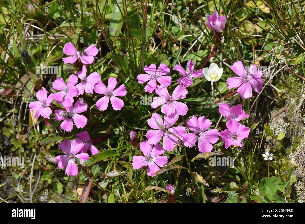 alpine pink, Alpen-Nelke, Ostalpen-Nelke, Dianthus alpinus, havasi szegfű, Austria, Europe Stock Photo