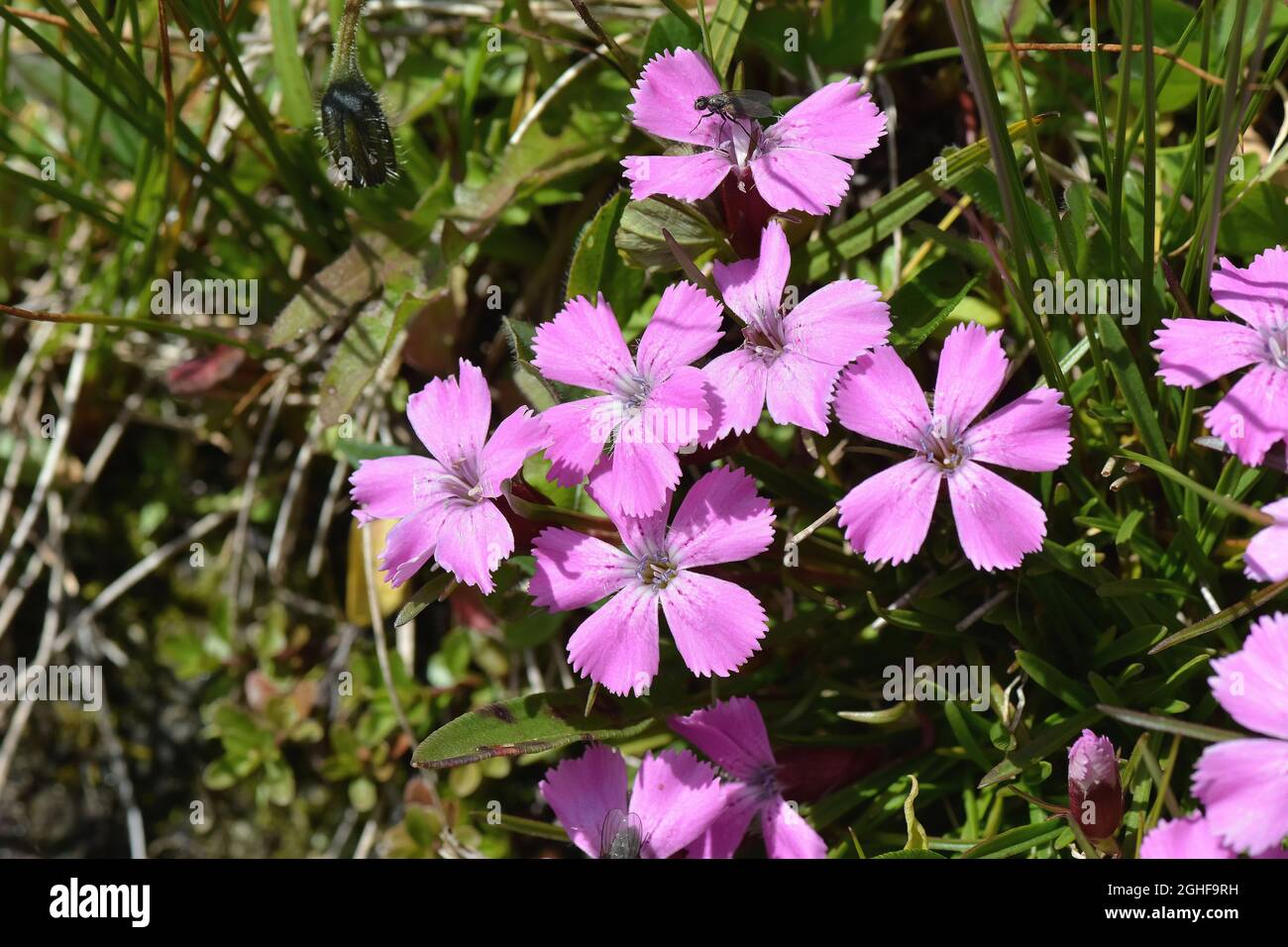 alpine pink, Alpen-Nelke, Ostalpen-Nelke, Dianthus alpinus, havasi szegfű, Austria, Europe Stock Photo