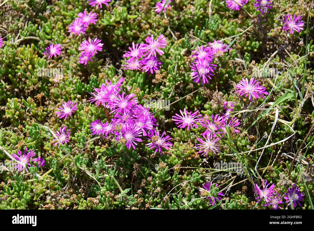 rodondo creeper or dew-flower, Drosanthemum floribundum, kristályvirág, Turkey, Asia Stock Photo