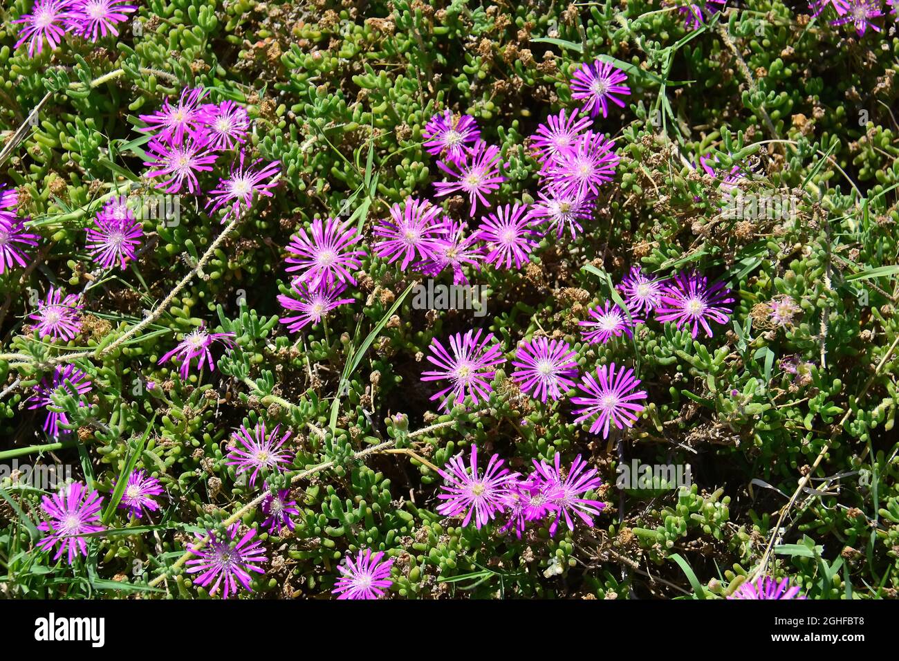 rodondo creeper or dew-flower, Drosanthemum floribundum, kristályvirág, Turkey, Asia Stock Photo