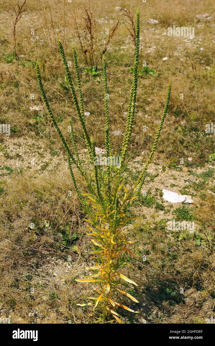 dyer's rocket, dyer's weed, weld, woold, yellow weed, Färber-Wau, Gilbkraut, Reseda luteola, sárga rezeda, Macedonia, Europe Stock Photo