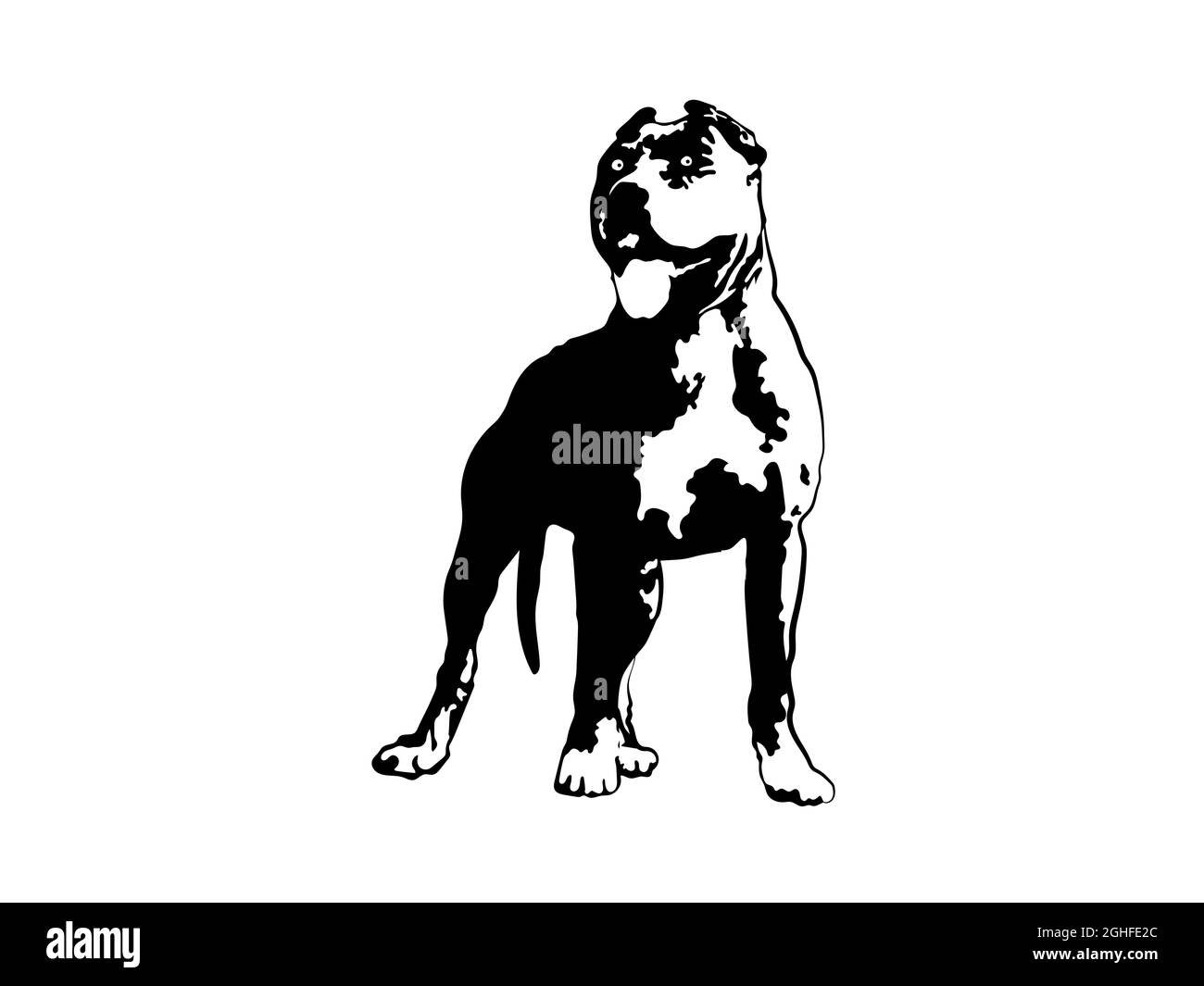 American Pit Bull Pitbull Bully Staffordshire Terrier Pit Bull Dog