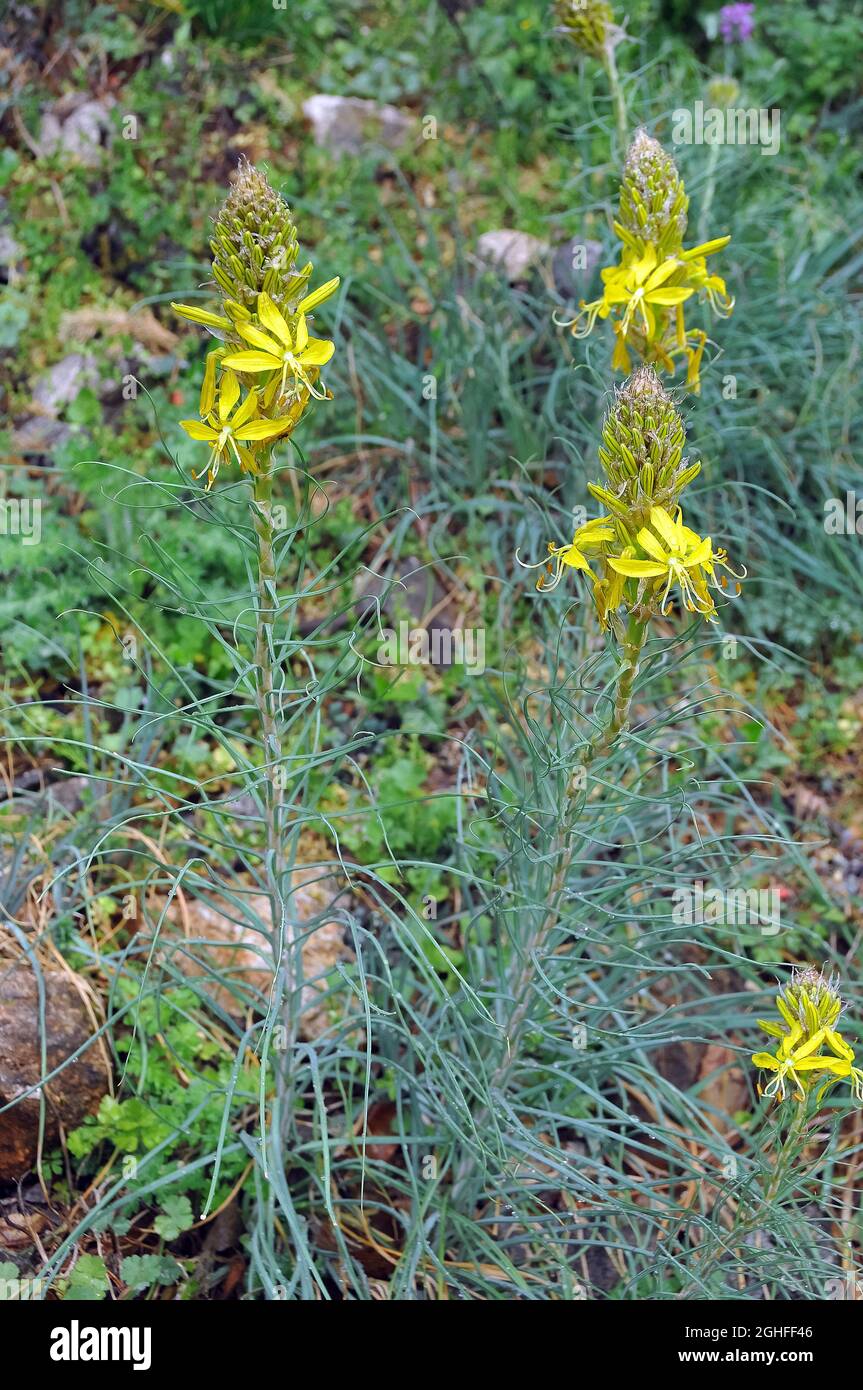 king's spear, yellow asphodel, Gelber Affodill, Goldwurz, Asphodeline lutea, sárga virágoszlop, Croatia, Europe Stock Photo
