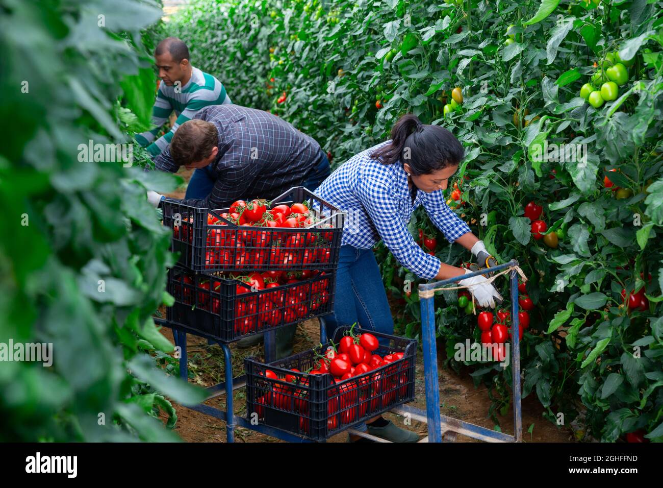 International farmer team harvesting ripe organic red plum tomatoes in ...