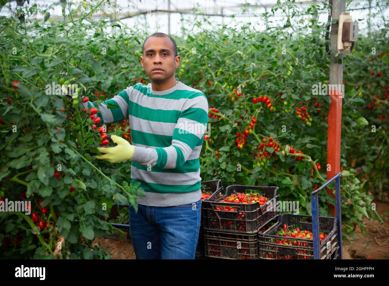 Successful latino gardener with ripe red tomatoes in a greenhouse Stock ...