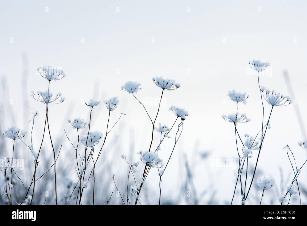 Winter scene, snow covered dried plants Stock Photo