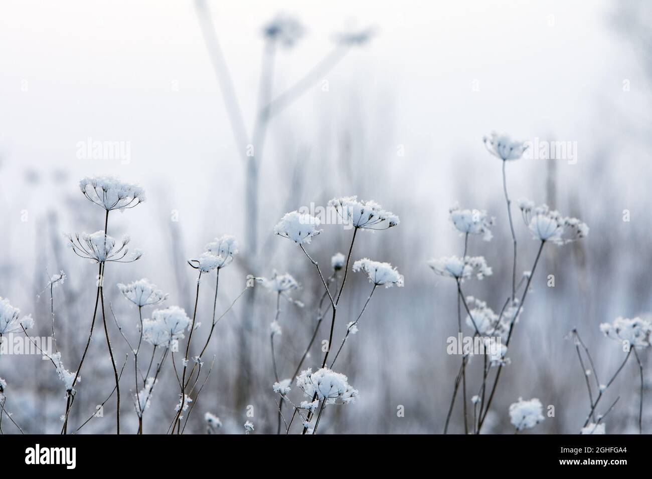 Winter scene, snow covered dried plants Stock Photo