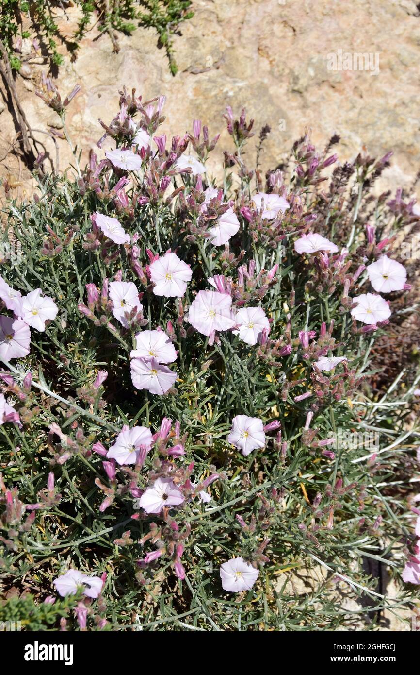 Olive leaved bindweed hi-res stock photography and images - Alamy