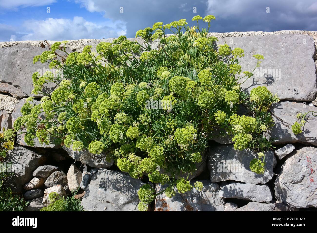 rock samphire, sea fennel, samphire, Meerfenchel, Seefenchel, Crithmum maritimum, tengeri kömény, Croatia, Europe Stock Photo