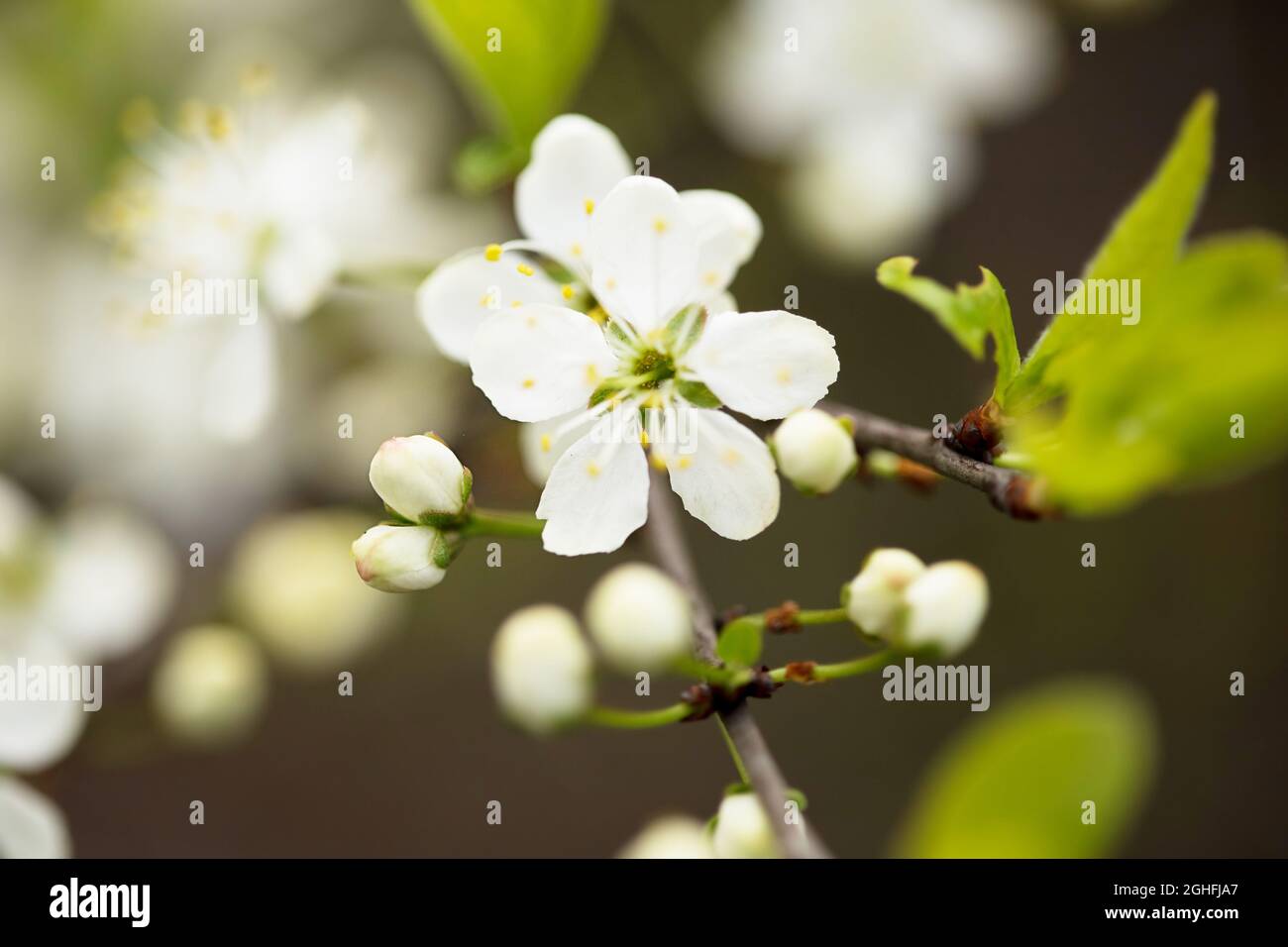 Defocused floral background with cherry blossoms on green leaves Stock ...