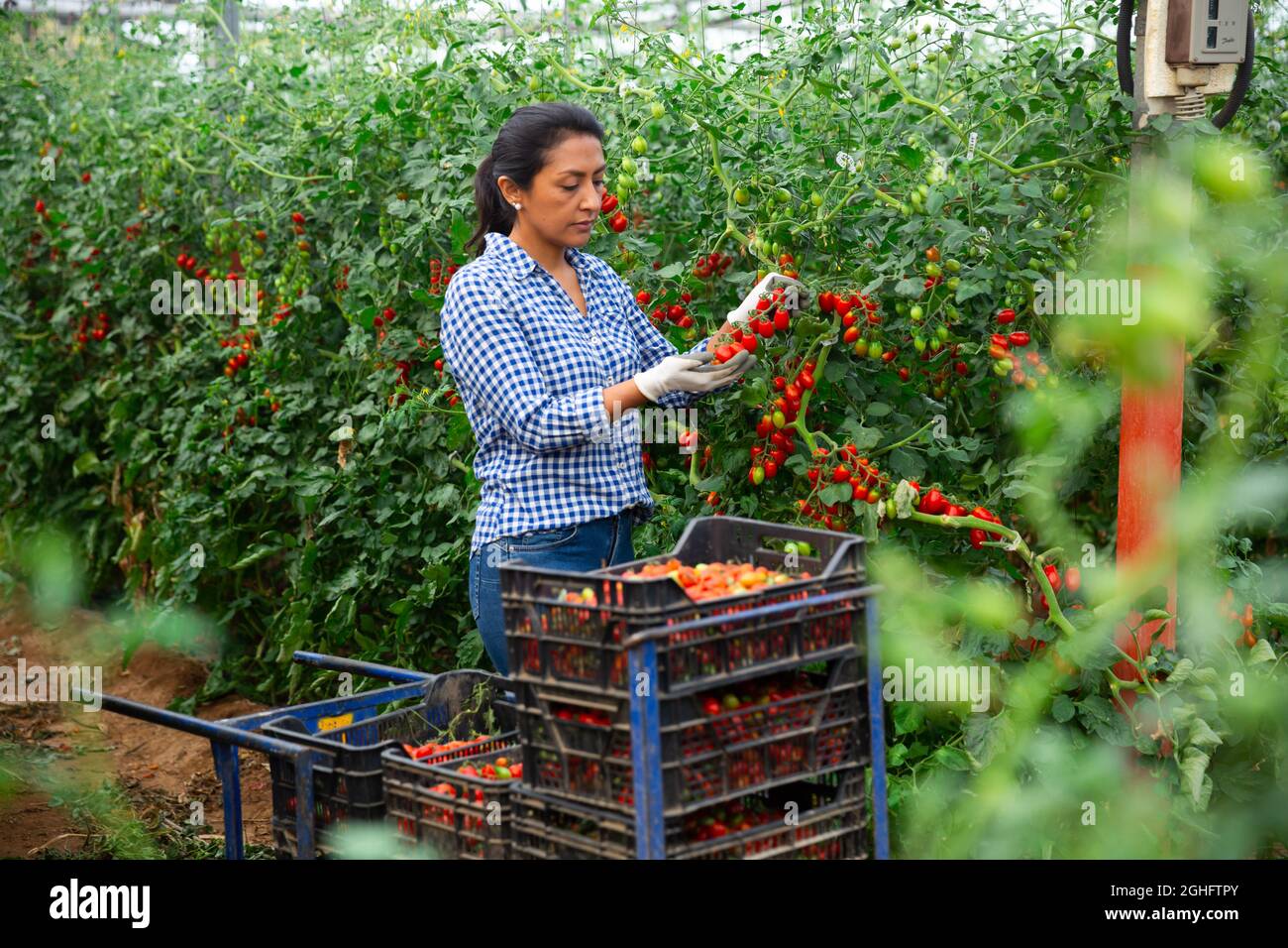 Portraite of latino woman harvests ripe red tomatoes in orangery Stock ...