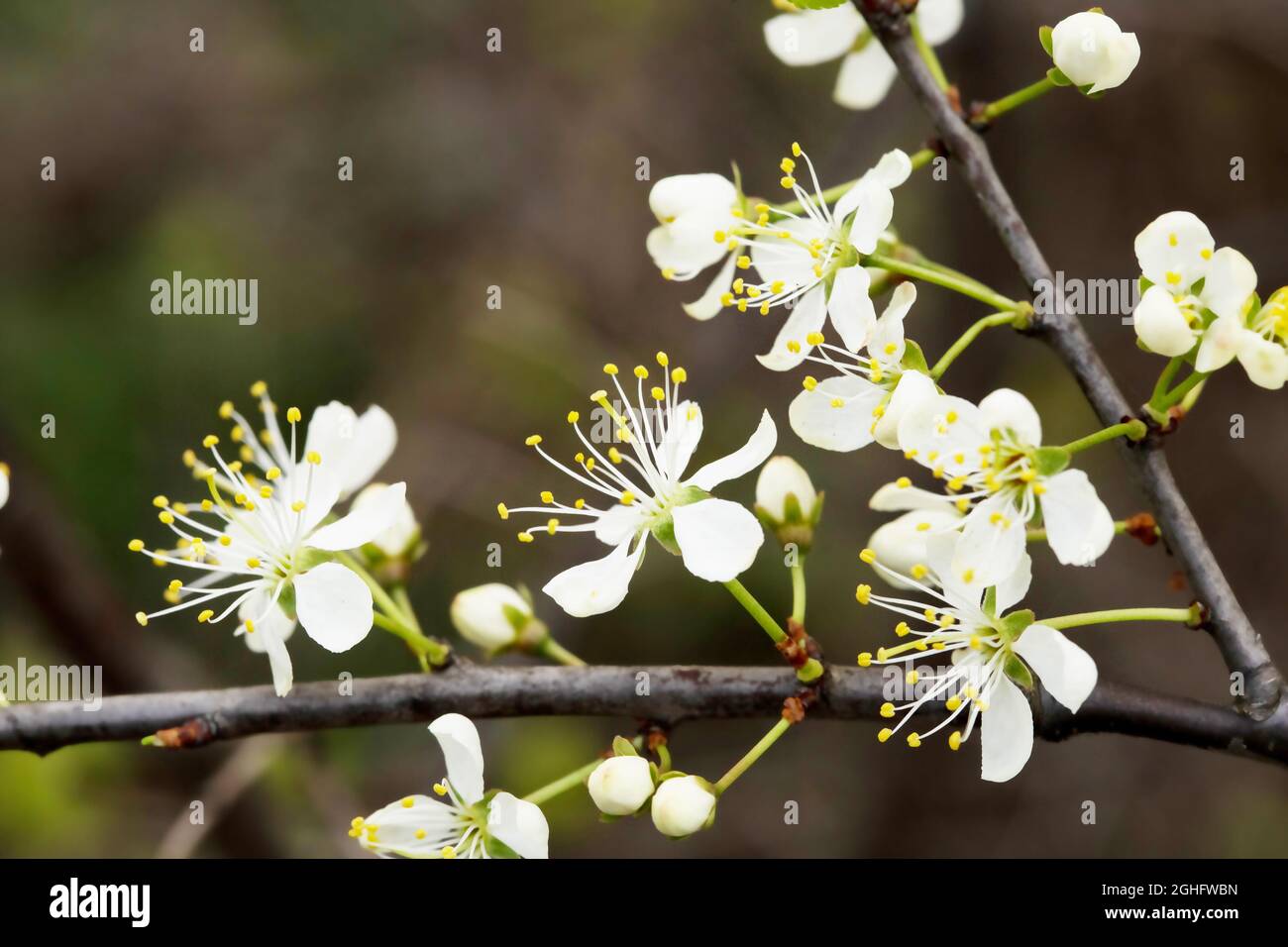 Defocused floral background with cherry blossoms on green leaves Stock ...