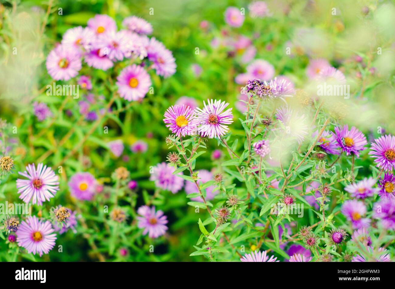 beautiful purple flowers in a garden Stock Photo - Alamy