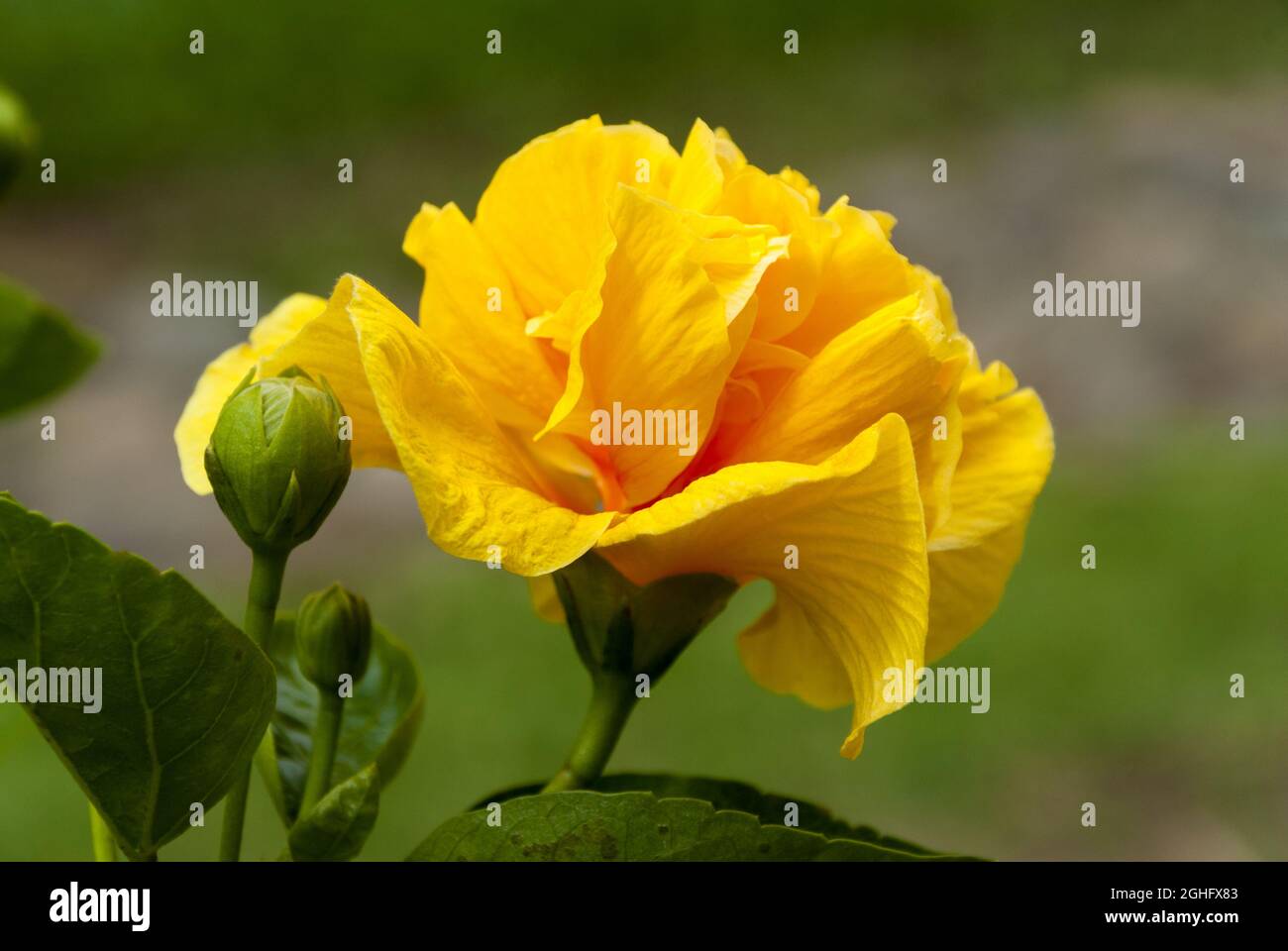 Tropical bright Hibiscus or hibiscos in Guatemala yellow. Stock Photo