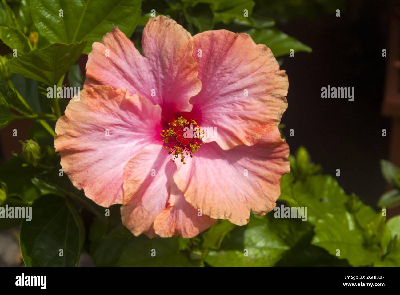 Tropical bright Hibiscus or hibiscos in Guatemala Stock Photo