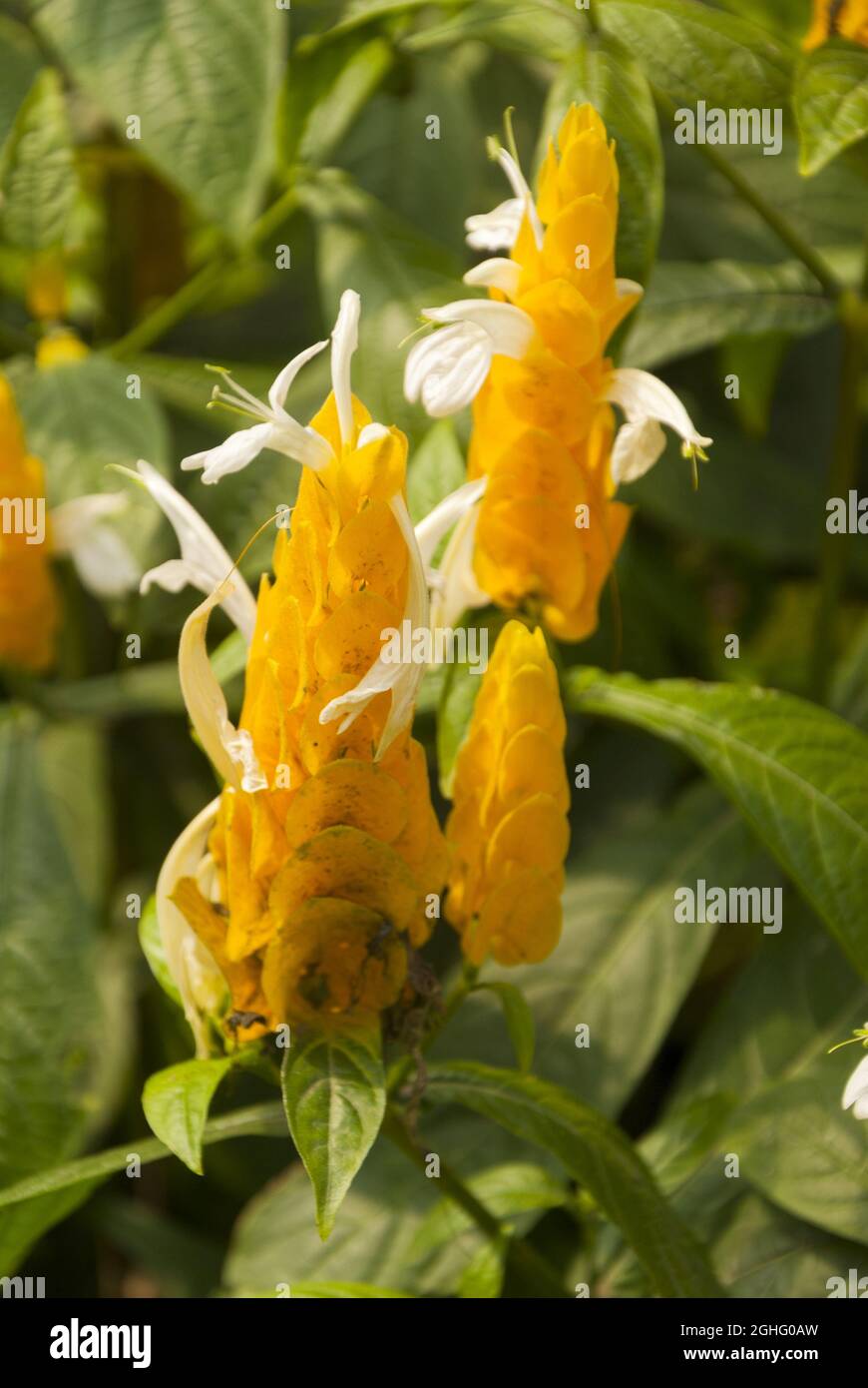 Flower Justicia brandegeeana called yellow shrimp in Guatemala. Stock Photo