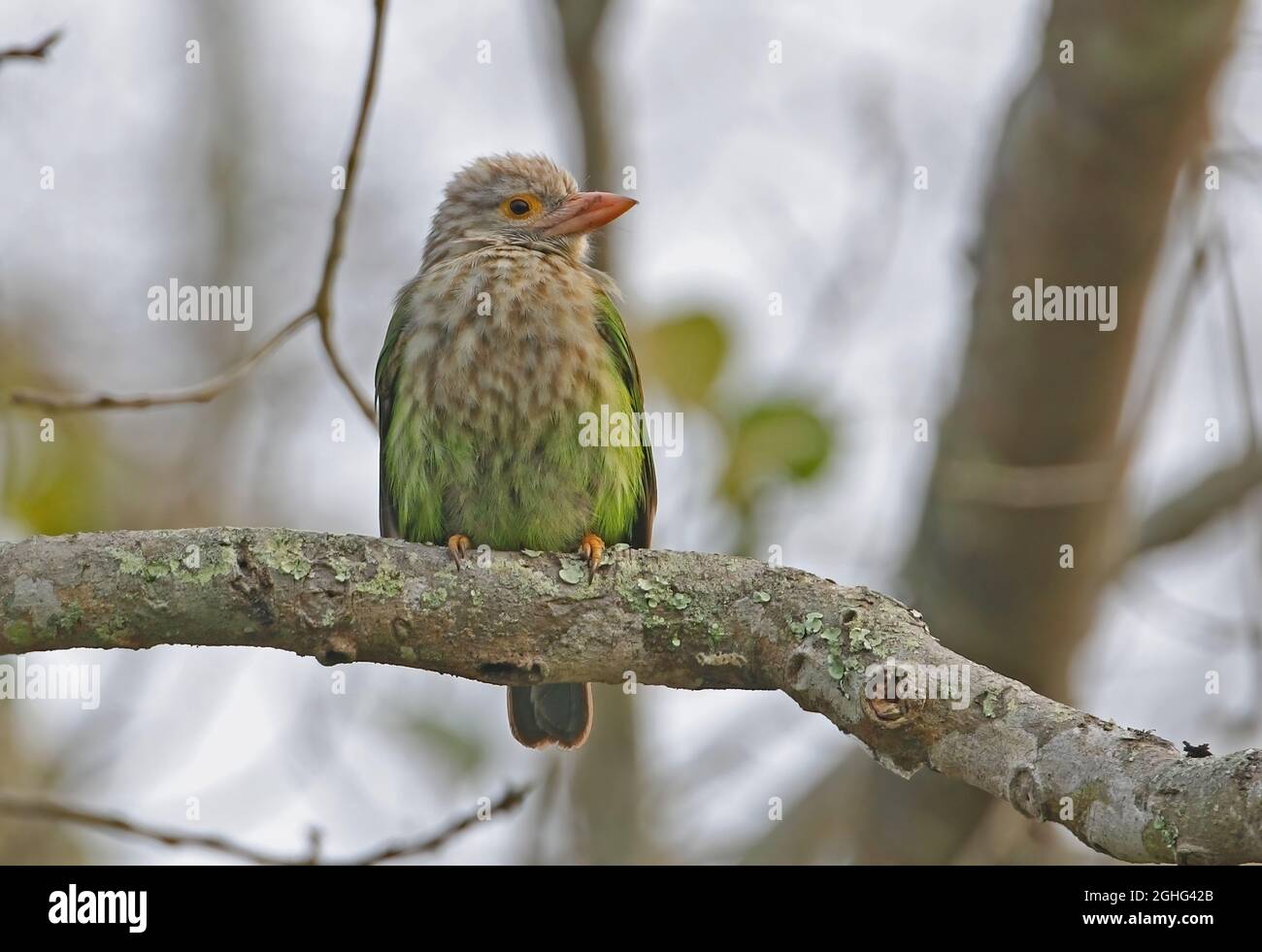 Kaziranga national park bird hi-res stock photography and images - Alamy Kaziranga national park bird hi-res stock photography and images - Alamy