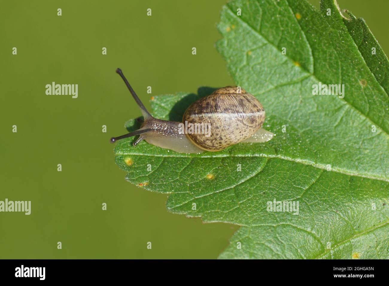 Young garden snail (Cornu aspersum) crawling on a leaf. Family land snails (Helicidae). September, in a Dutch garden Stock Photo