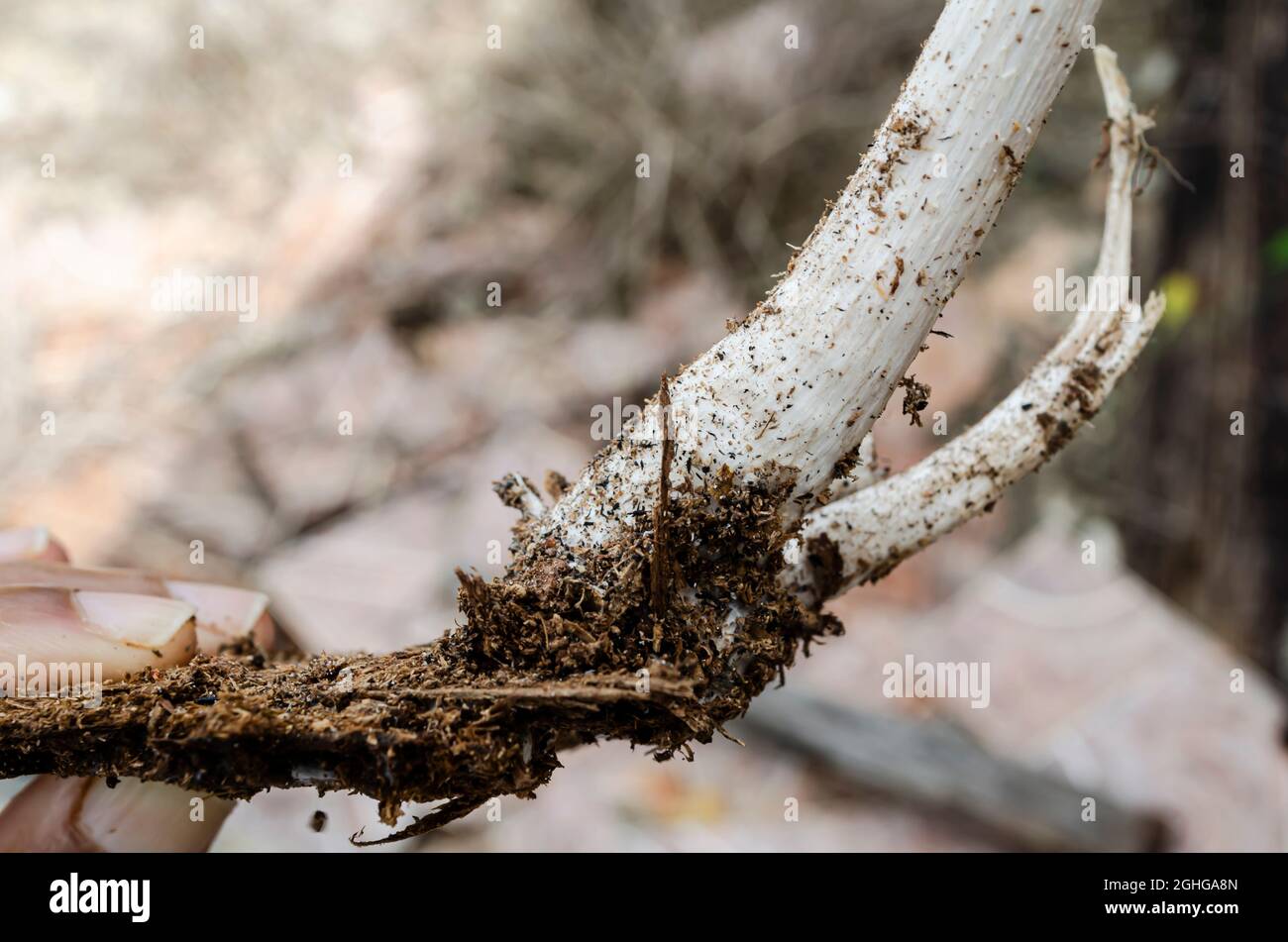 Mushroom Root Magnified Stock Photo Alamy