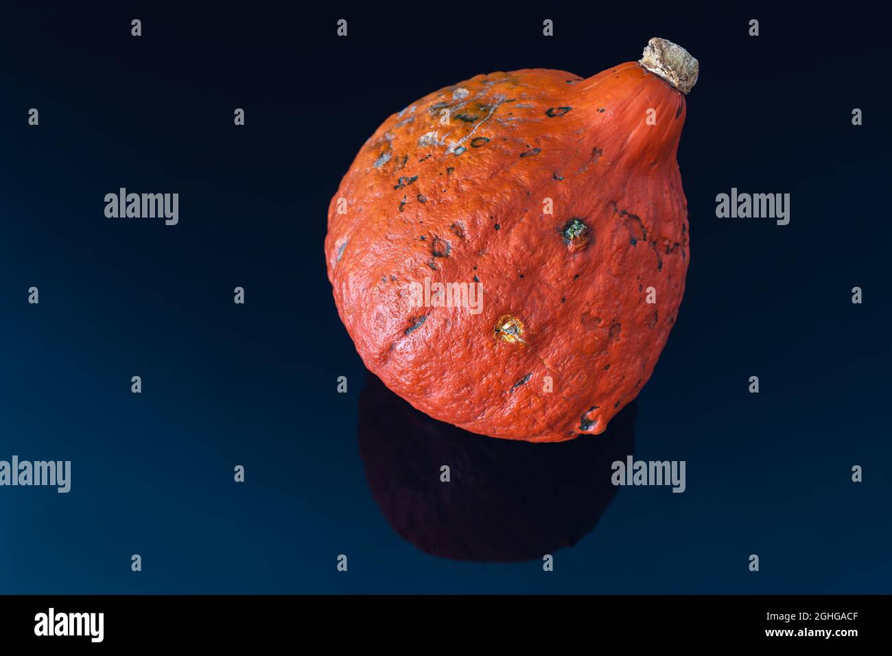 Organic planted, orange pumpkin on dark blue background Stock Photo - Alamy