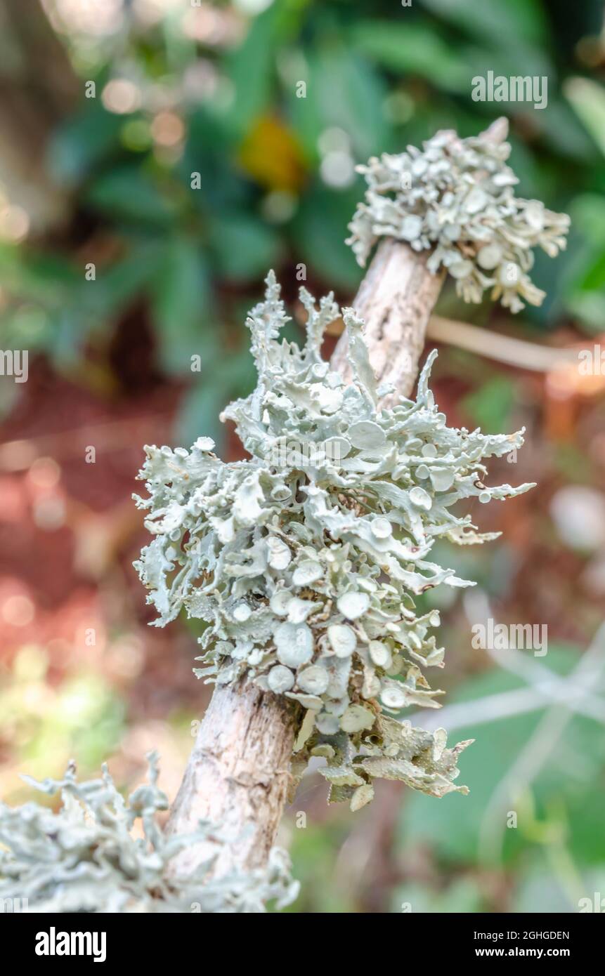Cladonia Rangiferina Lichen Growing Along A Stick Stock Photo