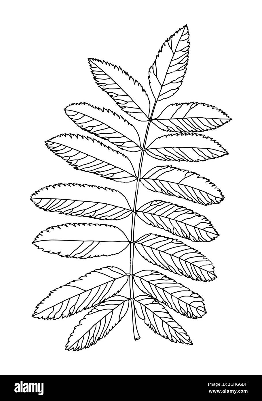 Linear graphic picture rowan leaves with veins isolated on a white background. Vector illustration. Element for design in line art style. Stock Vector