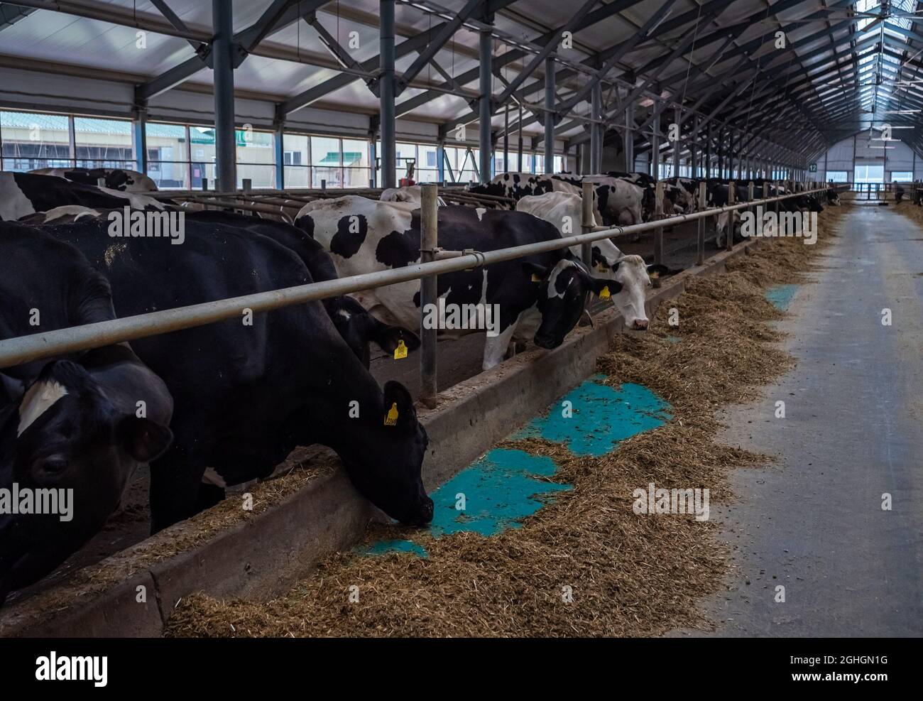 Stalls of a modern barn with cows and rows of special feed. A modern ...