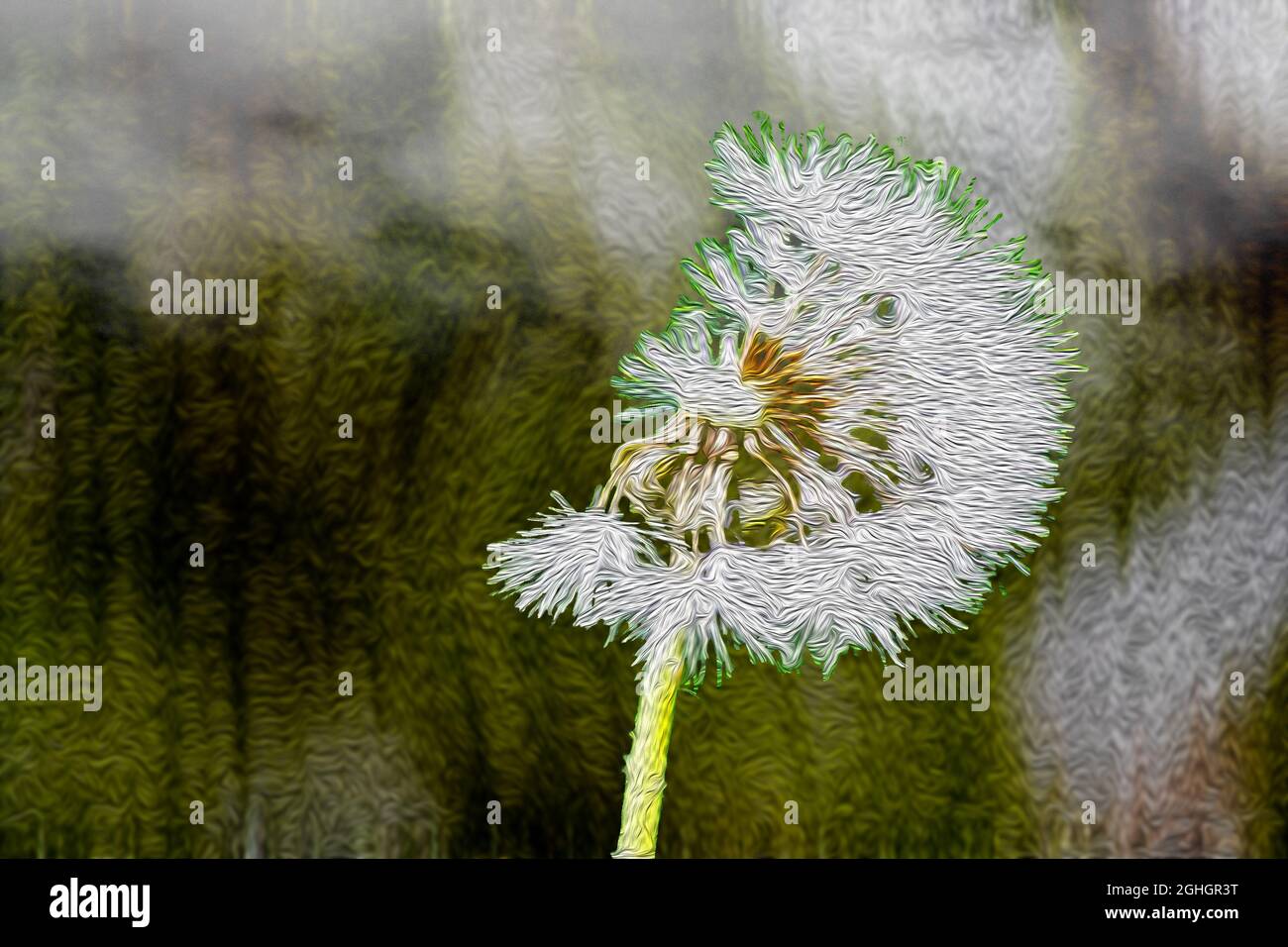 Flora : The summer dandelion Stock Photo