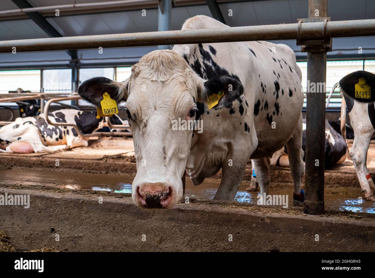 Cow close up. Stalls of a modern barn with cows and rows of special ...