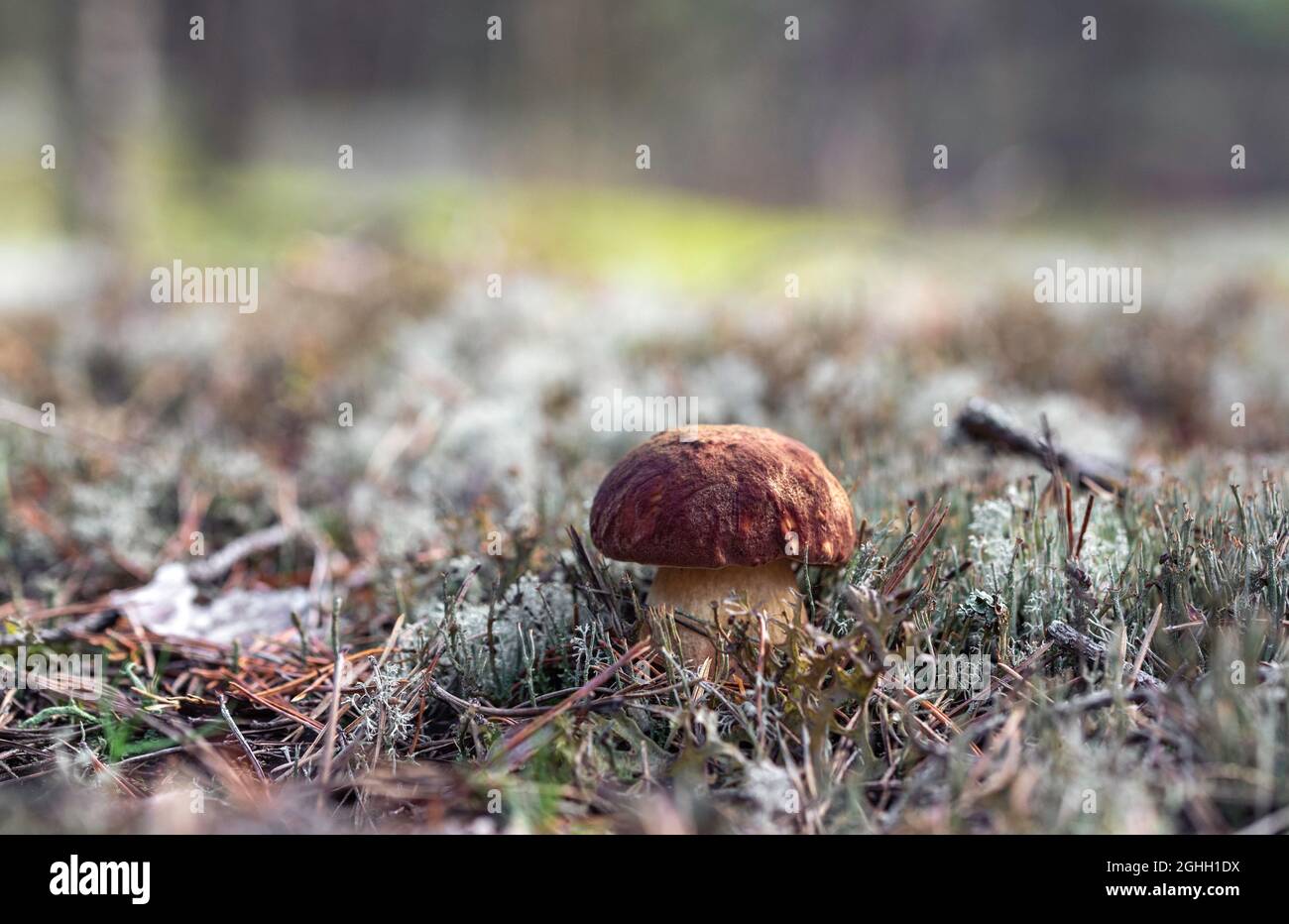 Single mushroom Boletus pinophilus, commonly known as the pine bolete or pinewood king bolete growing in the forest Stock Photo
