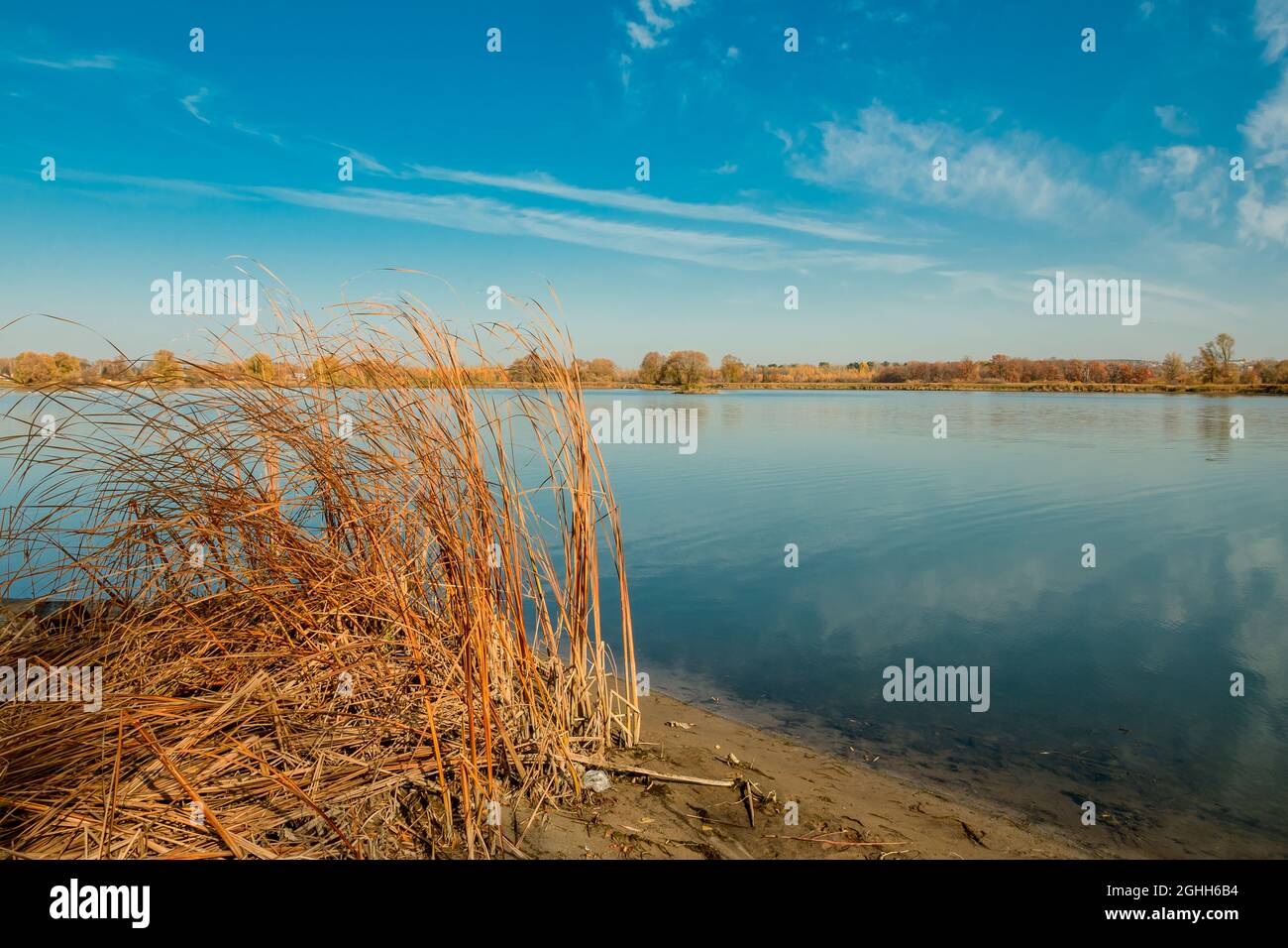 Autumn trees, reeds on the river bank on a sunny day. White clouds are ...