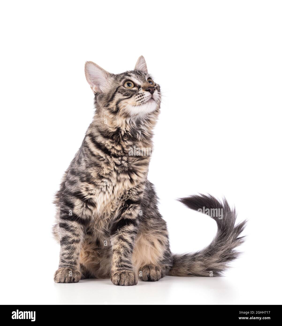 Cute gray tabby kitten on white background Stock Photo - Alamy