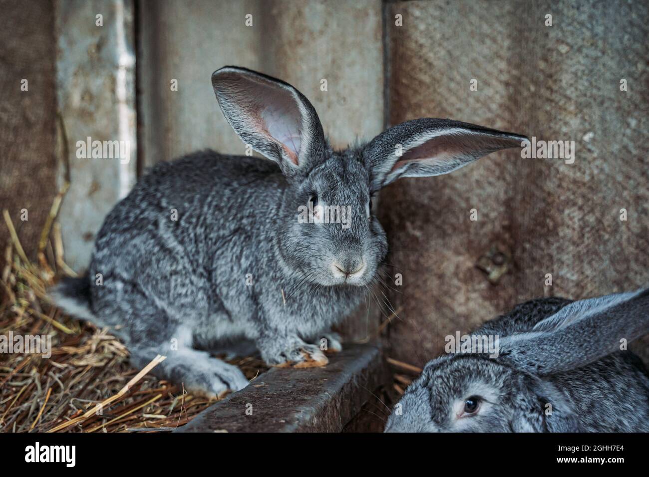 Domestic furry farm rabbits bunny at animal farm Stock Photo - Alamy