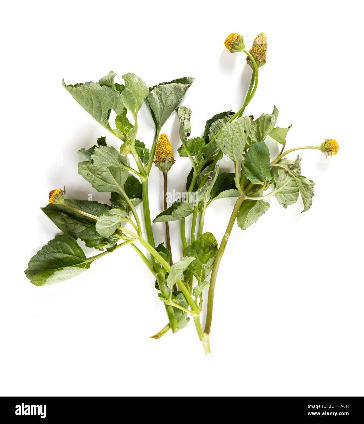Bredes mafane (Acmella oleracea), edible leaves for Creole cuisine on white background Stock Photo
